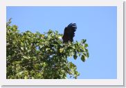 08AkageraAllDayGameDrive - 024 * African Fish Eagle.